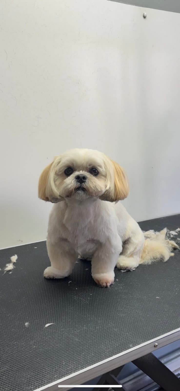 A freshly groomed dog on the grooming table at Pampered Pooches Essex, clipped fur still on the surface around it