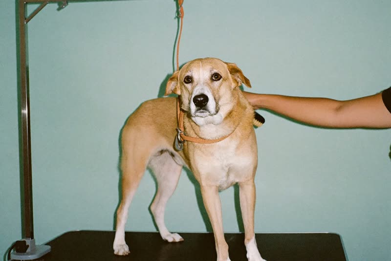 A dog waiting calmly on the grooming table