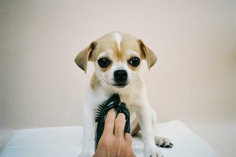 A puppy sitting on a towel after its first groom
