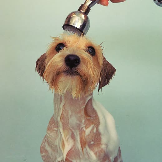 A small terrier mid-bath, coat wet and lathered