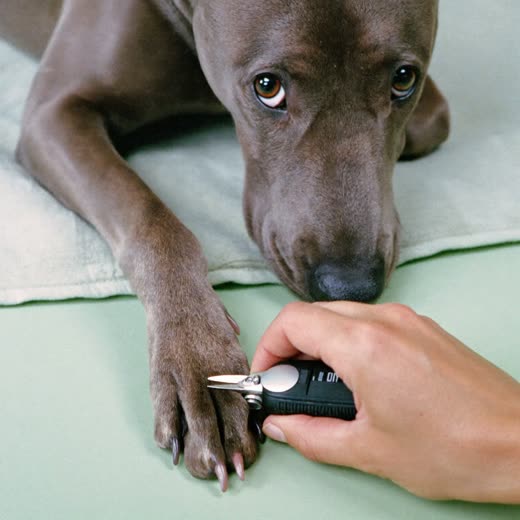 A dog's paw during a nail trim