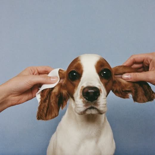 A spaniel having its ears cleaned